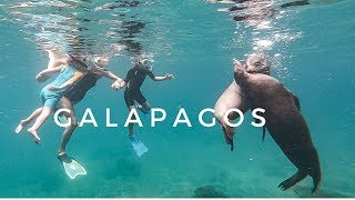 Vlog // Rose apprend à nager // Les incroyables Galapagos // Tortues // Lions de mer // Requins