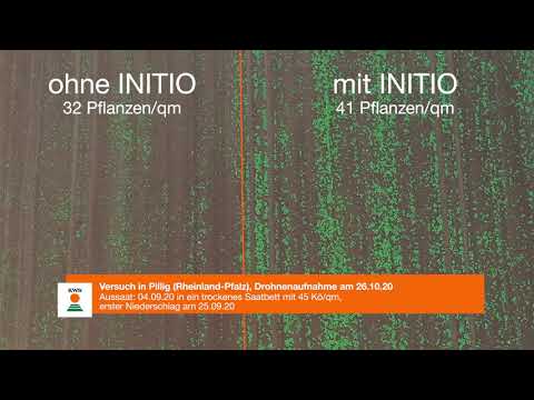 KWS Rapsstorys 2021 - INITIO-Beize: Effekt im Frühjahr?