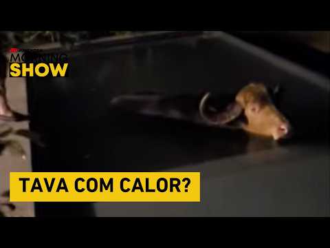 Búfalo invade piscina no RS e fica por sete horas tomando banho