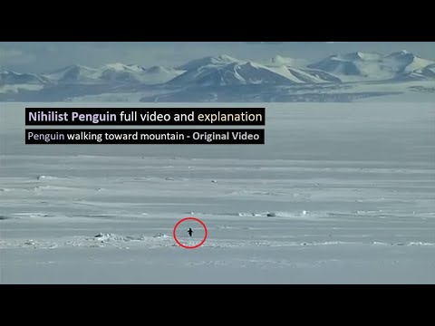 Nihilist Penguin full video and explanation