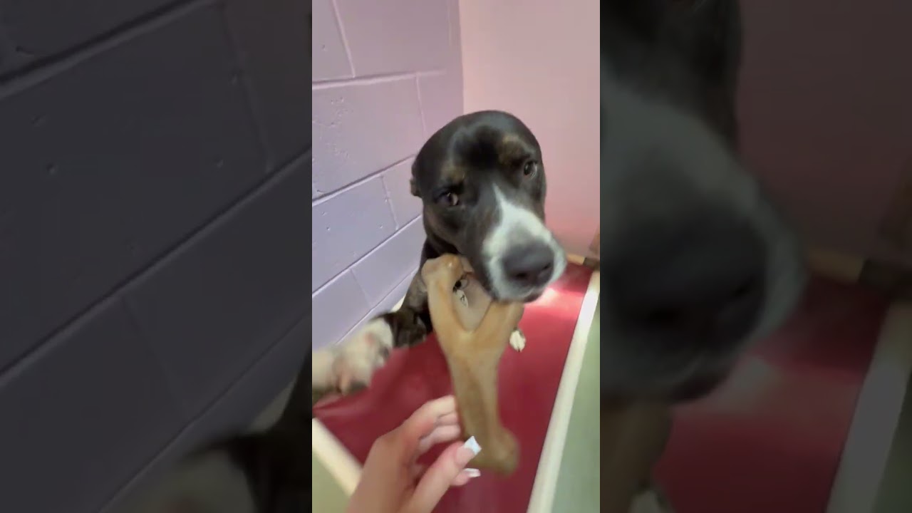 Enlarge Steely Dan, a Adoptable mixed breed in New Fairfield, CT video 6/6