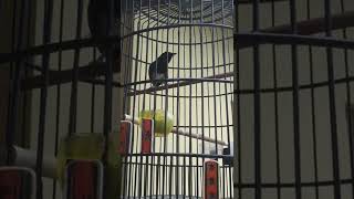 Download lagu kacer ngerol nembak mp3