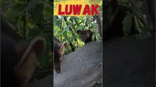 Download lagu Suara Luwak #shorts mp3