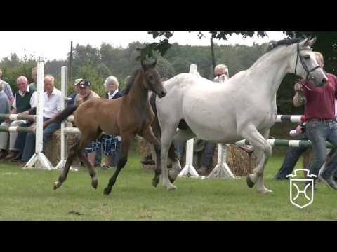 PI066 Hengstfohlen von Quibery - Aljano - Lambadero