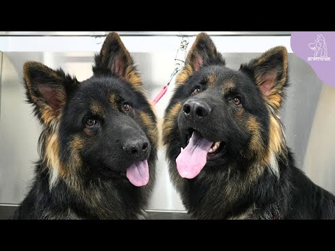 Sometimes I Want To Steal Peoples Pets | Beautiful German Shepherd