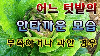 [텃밭농부. 1,277]  이웃 텃밭의 안타까운 작물의 모습. 과하거나 모자란 현상.