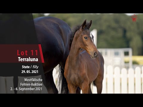 Fohlen-Auktion Lot 11 Terraluna Stute v. Taurus - Licosto