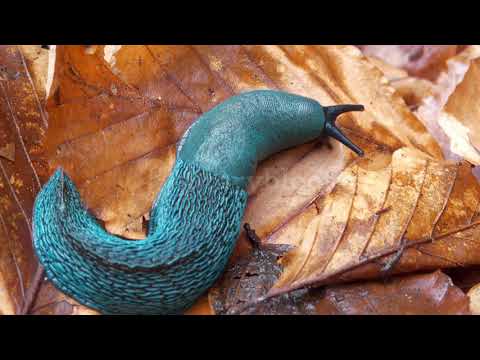 Rare blue slug on yellow leaves