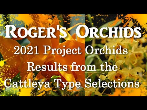 2021 Project Orchids Results from the Cattleya Type Selections
