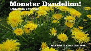 ⟹ Huge Dandelion | Taraxacum officinale | Unfortunately i can NOT eat it here&#39;s why