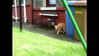 Murphy the Dundee cat