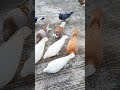 Pigeon Sound