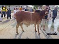 Brown Wacha Di Qurbani 2025 Di Qurbani Video