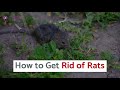 Pest Control Surfers Paradise