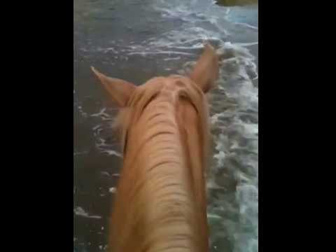 RIDES horses on the beach! Come join us riding horses on the beach to support our non-profit, NGO