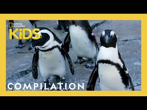 Zookeepers Challenges with Sam | Penguins, Giraffes and MORE! | 25 Minute Compilation | @natgeokids