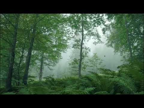 A Criatura de Itacajá — E a Noite em Que Ela Saiu da Serra