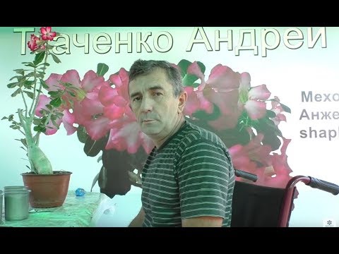 адениумы укоренение черенков