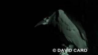preview picture of video 'Black-crowned Night-Heron, Guaco Común (Nycticorax nyciticorax)'