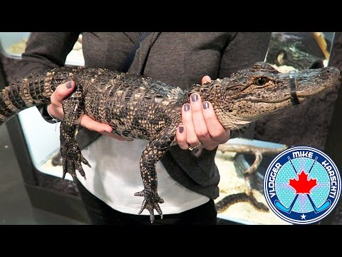 image-Are there alligators in Cocoa Beach FL?