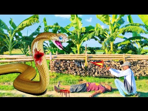 Anaconda snake || 31 in Real Life HD Video || Snake || anaconda || big snake || Rohim Boss Tv