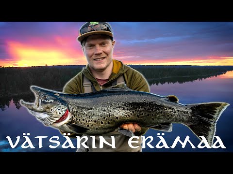 VÄTSÄRIN ERÄMAA - Surnujärven Taimen