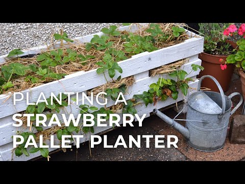 download lagu mp3 mp4 Diy Strawberry Planter, download lagu Diy Strawberry Planter gratis, unduh video klip Diy Strawberry Planter