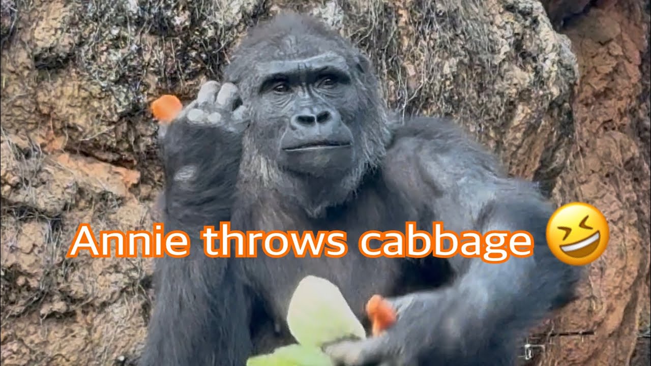 🥬キャベツ投げるアニー😂