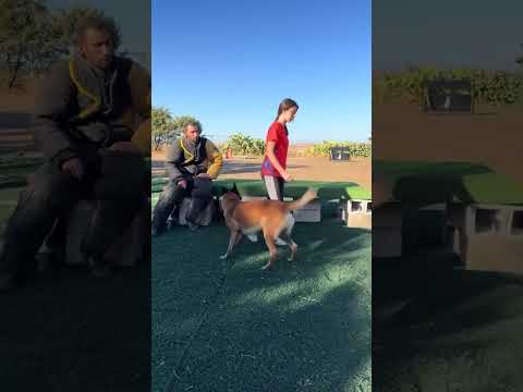 Dog defends girl!! #Malinois #childrenanddogs #BelgianShepherdMalinois #defense #mondioring