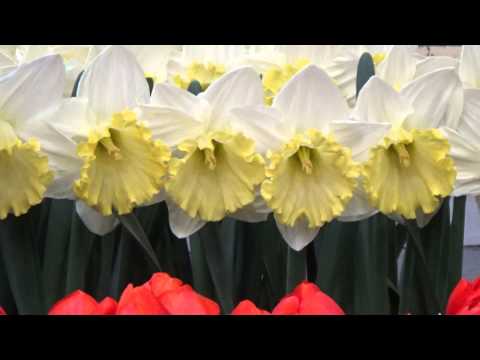 download lagu mp3 mp4 Bravoure Daffodil, download lagu Bravoure Daffodil gratis, unduh video klip Bravoure Daffodil