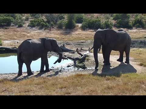 Djuma: Three Elephant bulls - 09:36 - 06/01/19