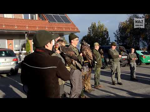 Falconry in Förrien