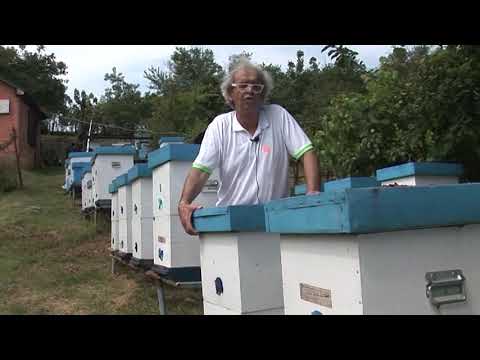 Savet profi pčelara (S. Jevtić) - Kako sprečiti grabež pčela?