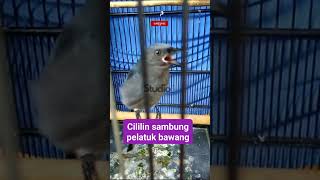 Download lagu SRIGUNTING ABU-ABU/Mata Putih ‼️Cocok Buat Materan‼️#burungmasteran #kicaumania #burunggacor #burung mp3 Download lagu SRIGUNTING ABU-ABU/Mata Putih ‼️Cocok Buat Materan‼️#burungmasteran #kicaumania #burunggacor #burung mp3