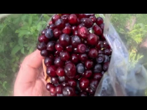 Tips for huckleberry hunting in Western Montana