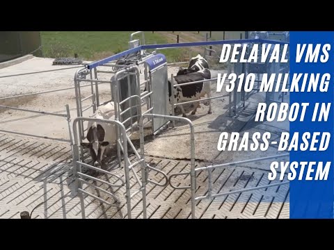 DeLaval VMS V310 Working On A Grass-Based System In Ireland. DeLaval Automatic Milking Robot V310