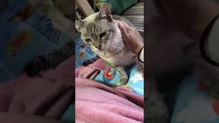 今日の、らに。2018. 11.14 today's my kitty