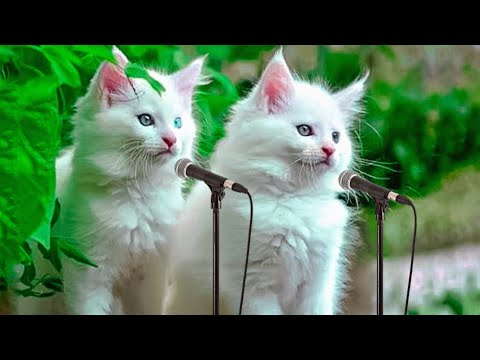 Muhammad Nabina | Most beautiful nasheed | MyBillu || #mybillu #cat #cats