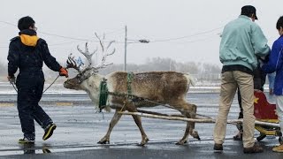 Domino's reindeer pizza delivery in Japan fails