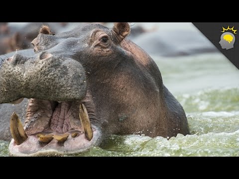 7 Mind-Blowing Hippo Facts - Science on the Web #64