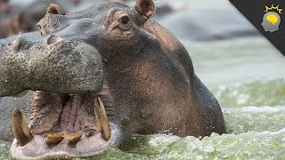 7 Mind-Blowing Hippo Facts - Science on the Web #64