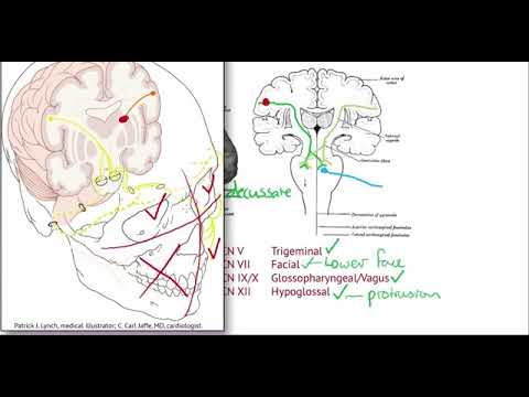 Speech Pathology - Cranial nerves completely explained