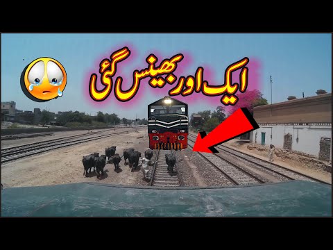 Live Buffalo hit with fastest train Tezgam 8dn at ChichaWatni Station Pakistan Railways