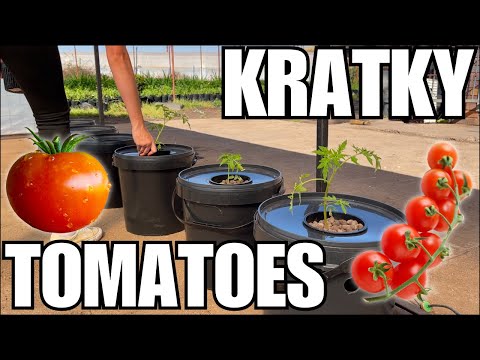 GROWING KRATKY HYDROPONIC TOMATOES 🍅 || How to set up a Kratky System EASY!