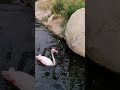 Flamingo Al Al Ain Wildlife Park