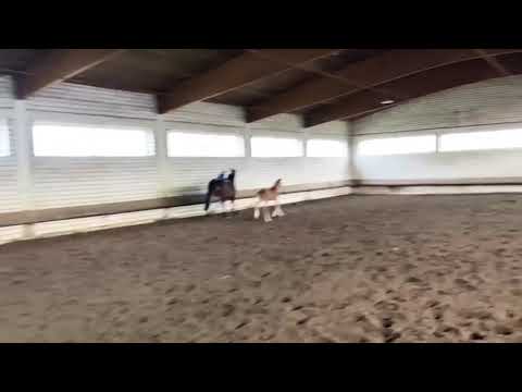 Ponyfohlen von Dallmayr K - Constantin