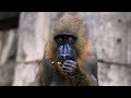Little Obi Mandrill S Won The Heart Of His First Time Mom