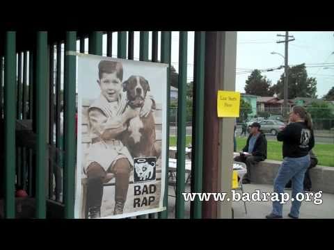 Pit Bulls: ABA Animal Law Committee Volunteers for Bad Rap