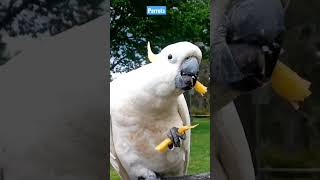 Download lagu Burung Kakaktua putih mp3