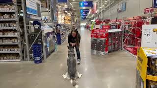Download Lagu Husky, 5 y/o, Luna | Best Husky Training | Off Leash K9 Training Thumbnail